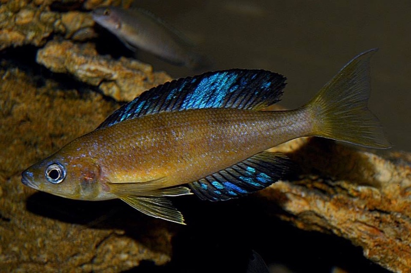Cyprichromis microlepidotus 'Karilani Island'
